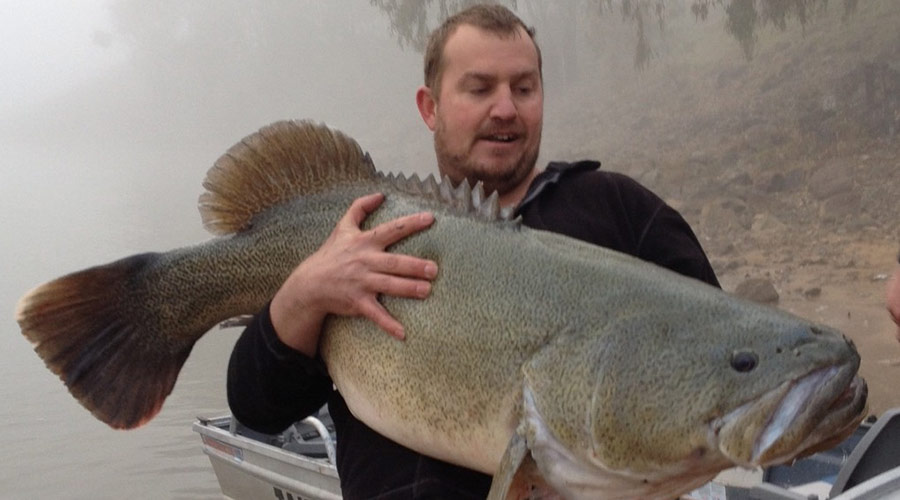 Massive 130CM Murray Cod